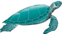 sea turtle, green turtle, turtle-3322227.jpg